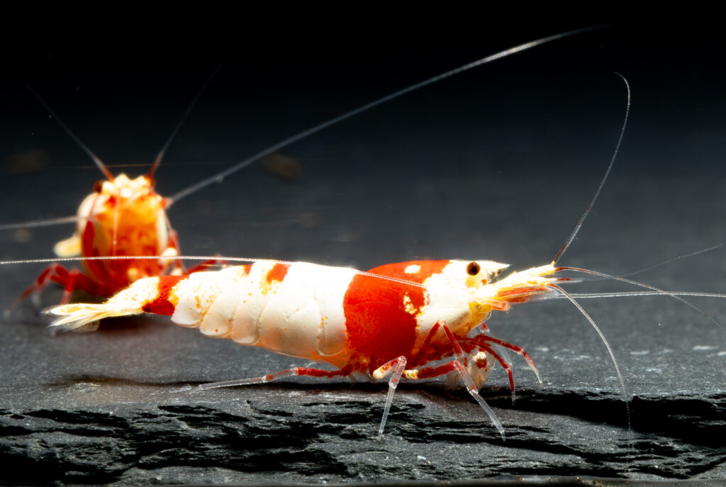 A Drop in Quality at the 2026 German Shrimp Contest?